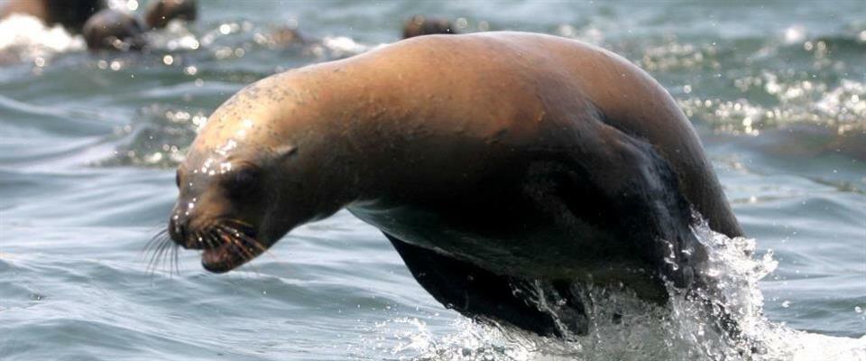 Sea lion jumping in Lima Peru